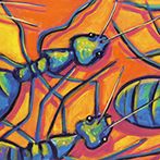 Ants