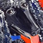 Poodle